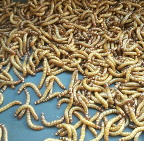 Tenebrio Molitor 1000 Larvas Vivas + Brinde 