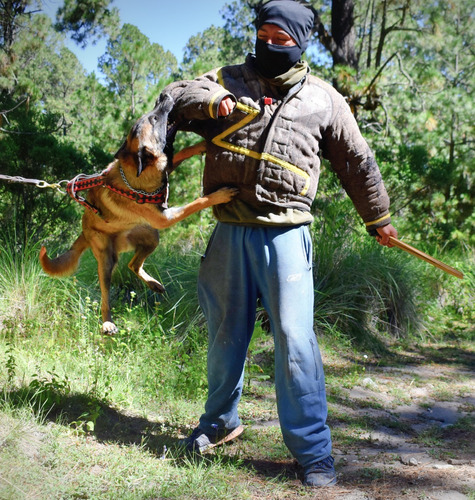 Pastor Belga Malinois Tun Tun Obediencia Y Protección.