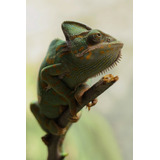 Cuadro Canvas Camaleon Reptil Iguana Animal Exotico M3