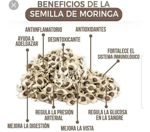 2000 Semillas De Moringa Orgánica