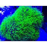 Corales Marinos Xenias, Clavularia, Hongos, Zoas, Montiporas