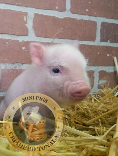 Mini Pig Minipig Mini Pigs Minipigs Cerditos 