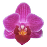 Orquídea Phalaenopsis Mini Natural Sin Flor