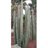 Pachycereus Marginatus,cactus Organo,1esqueje 20 A 30cms,mp
