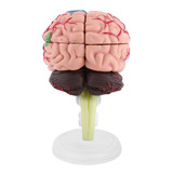 4d Desmontado Anatómico Cerebro Humano Modelo Anatomía Teach