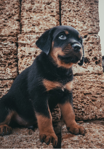 Destacado Rottweiler Unicos Kennel Saintdaniel 7