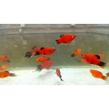 Oferta Peces Tropicales. (combo 30 Peces)