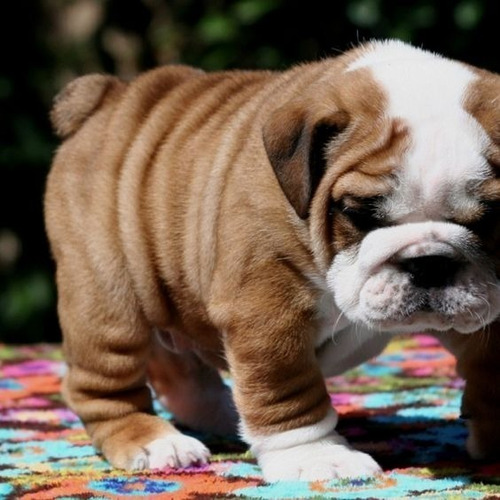 Cachorros Bulldog Ingles Perros En Venta Piedecuesta 