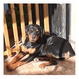 Hermosa Cachorra Rottweiler 6 Meses.