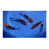 Carpas Koi Importadas Showa - Sanke 7,5 Cm