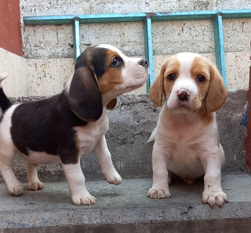 Beagle Los Más Hermosos!!!