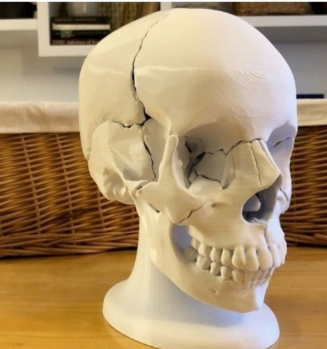 Cráneo Humano Para Anatomía Estudio Facultad Desarmable