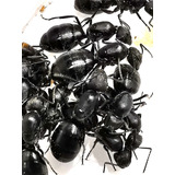 Camponotus Distinguendus (menor) Reinas Criadero / Mascota