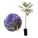 Muda De Jacarandá Mimoso Azul