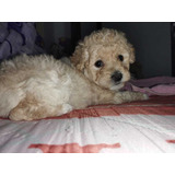 Cachorro French Poodle 