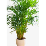 Palmera Palmito - Chamaerops Humilis 10lts 