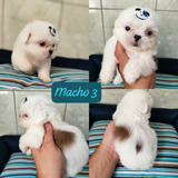 Machos De Shih Tzu Disponíveis 