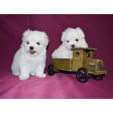 Cachorros Bichon Maltés Pachónes.  