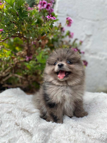 Cachorros Pomerania Puppy Medellín