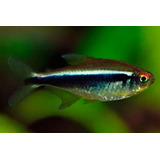 Pct. C/ 10 Peixes Tetra Neon Negro -aquário- Água Doce 