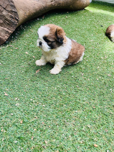 Precioso Machito Shih Tzu - Shitzu