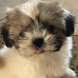 Shitzu Cachorro Shih Tzu Mini Venta Bogota Cali Barranquilla