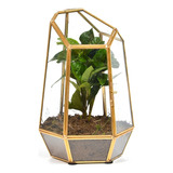 Terrario De Vidrio Para Plantas, 6.5 X 6 X 10 Pulgadas, Terr