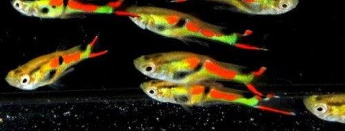 Guppy Endler - 2 Casais - Lindos Para Aquário Plantado !