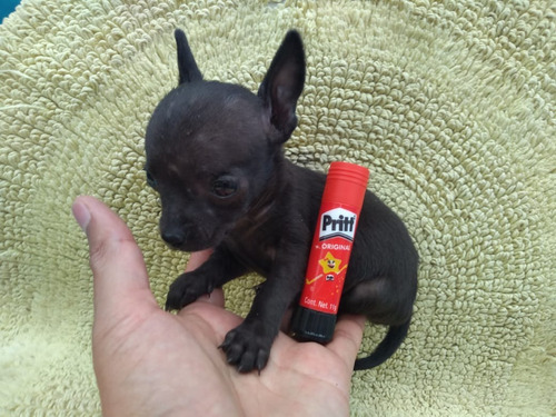 Perro Chihuahua Macho Miniatura Bolsillo 