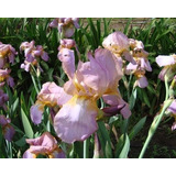 2 Bulbos De Iris Para Plantado