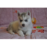 Tremendo Husky Criadero Mascotas Saint Daniel 4