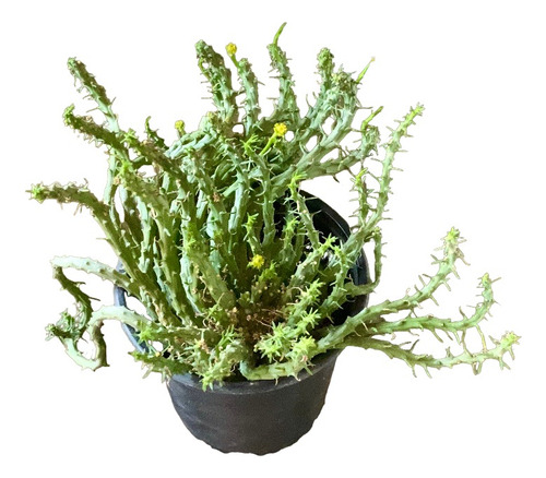 Euphorbia Flanaganii