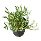 Euphorbia Flanaganii