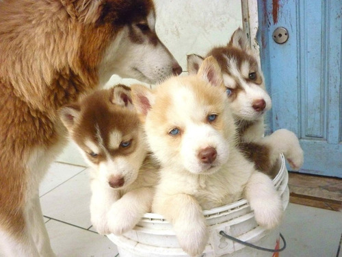 Husky Siberiano Perfeitos Filhotes