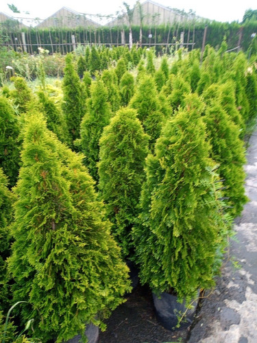 Pino Thuja Occidentalis - Hermoso - E.gratis Cabaygba