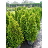 Pino Thuja Occidentalis - Hermoso - E.gratis Cabaygba