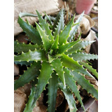 Dyckia Encholirioides Planta Con 20 Cm De Diámetro 