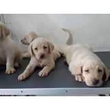 Cachorros Labrador