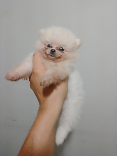 Lulu Da Pomerânia Branco Neve Anão 