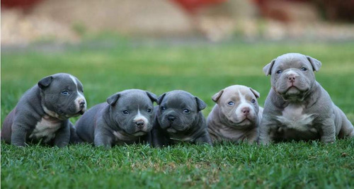 American Bully