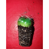 Cactus Y Suculentas A Raiz Desnuda - Sin Maceta