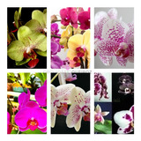 Kit Com 12 Mudas Orquídeas Phalaenopsis Promoção Frete Gráti