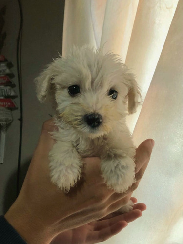 Caniche Toy Poodle Blanco