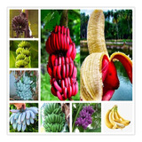 Kit Árboles Frutales Varias Especies, Cacao, Coco Y Mas