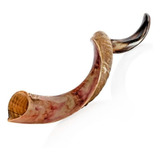 Bocina Kosher Kudu Shofar De Israel De 28 A 32 Pulgadas, Tra