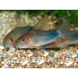 Peixe Coridora Similis 3-5cm