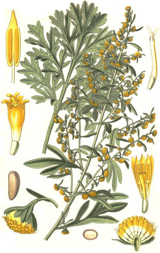 20 Sementes Importadas De Absinto - Losna - Artemisia Erva