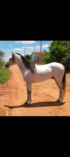 Cavalo Mangalarga Registrado Marcha Batida (troco)