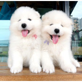 Cachorros Samoyedo 