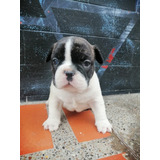 Cachorros Bulldog Francés Vaquita Perros En Venta Turbo 